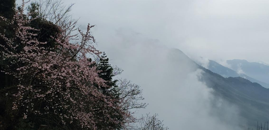 山雾茫茫春盎然